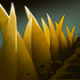 Sand King